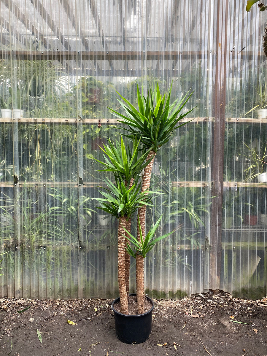 Yucca elephantipes | Mickey Hargitay Plants