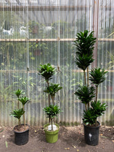 Load image into Gallery viewer, Dracaena compacta - Mickey Hargitay Plants