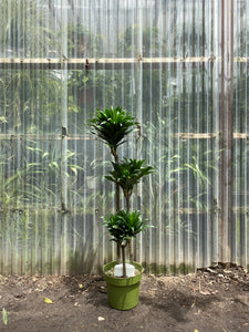 Dracaena compacta - Mickey Hargitay Plants