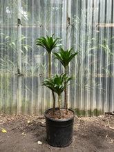 Load image into Gallery viewer, Dracaena compacta - Mickey Hargitay Plants