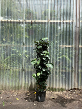 Load image into Gallery viewer, Aralia Fabian - Mickey Hargitay Plants