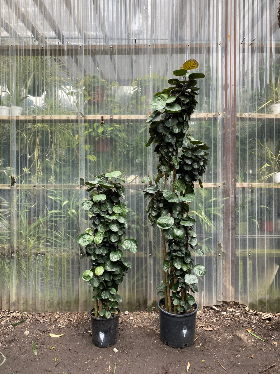 Polyscias scutellaria | Aralia Fabian | Mickey Hargitay Plants