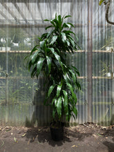 Load image into Gallery viewer, Dracaena Lisa - Mickey Hargitay Plants