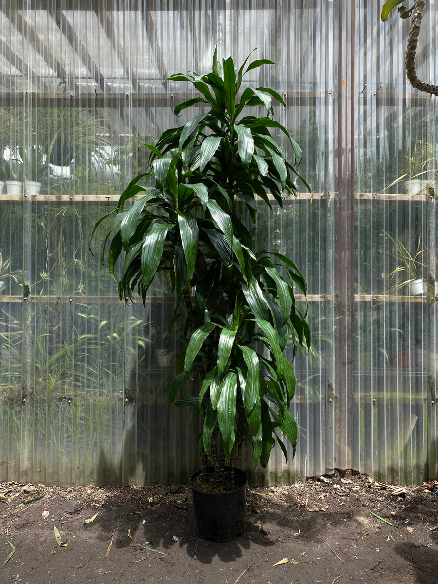 dracaena lisa propagation Dracaena fragrans | Lisa