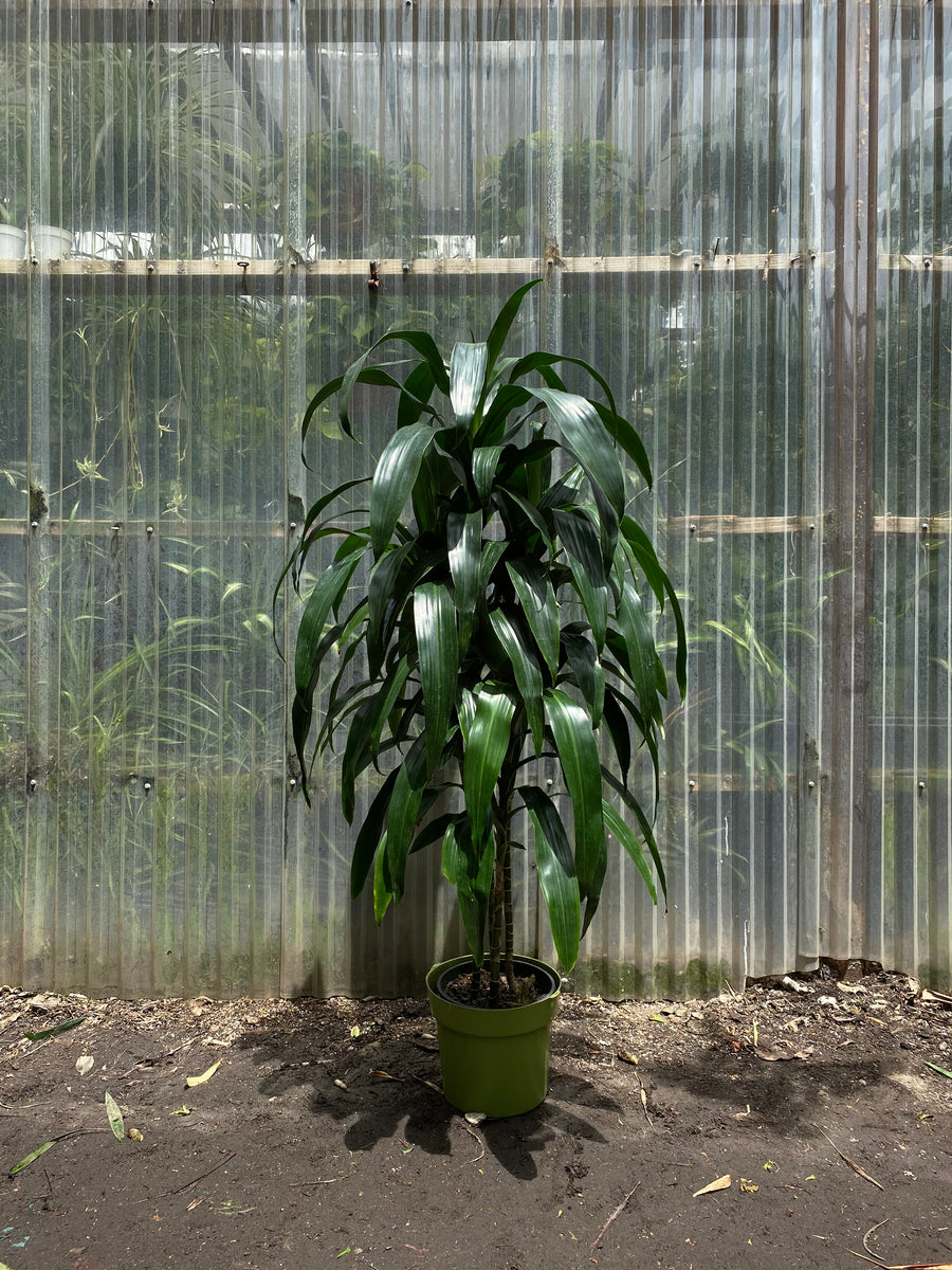 Dracaena Lisa