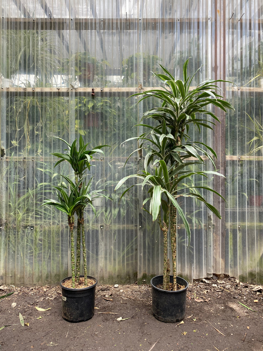 Dracaena warneckii – Mickey Hargitay Plants