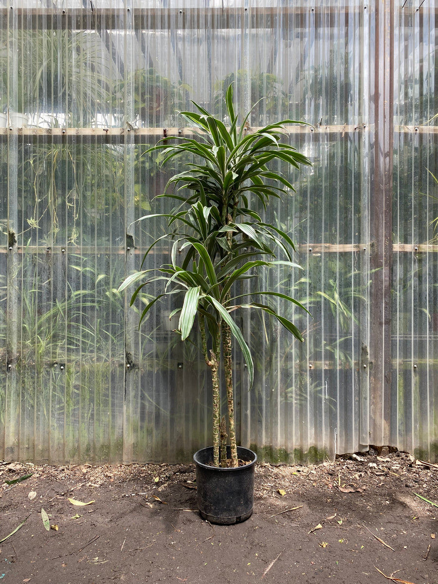 dracaena warneckii 3-3-3 Dracaena warneckii – Mickey Hargitay Plants