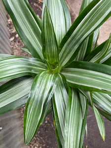 Dracaena warneckii - Mickey Hargitay Plants