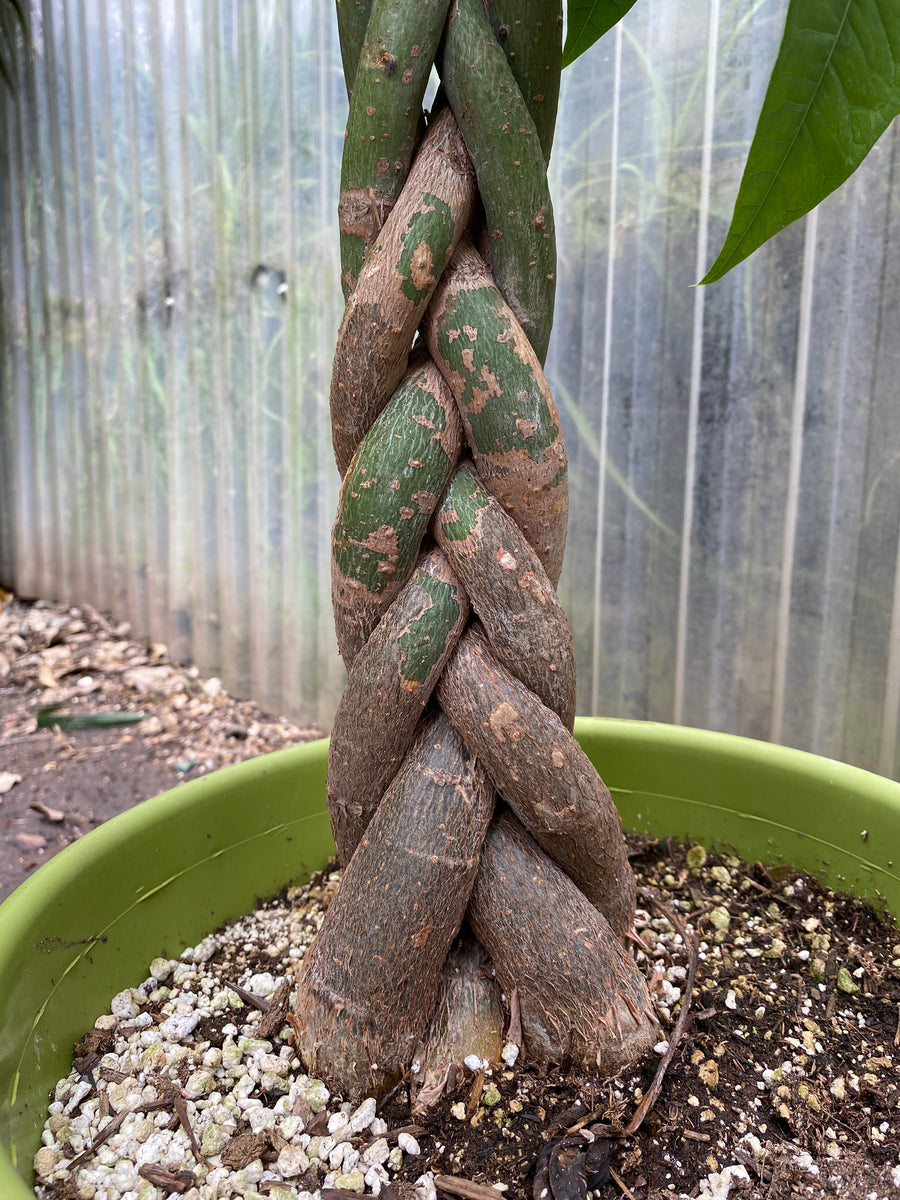 pachira aquatica indoor plant Pachira aquatica | Money Tree