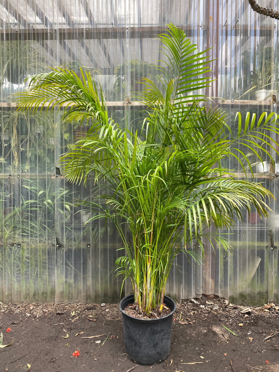 areca palm soil Dypsis lutescens | Areca Palm