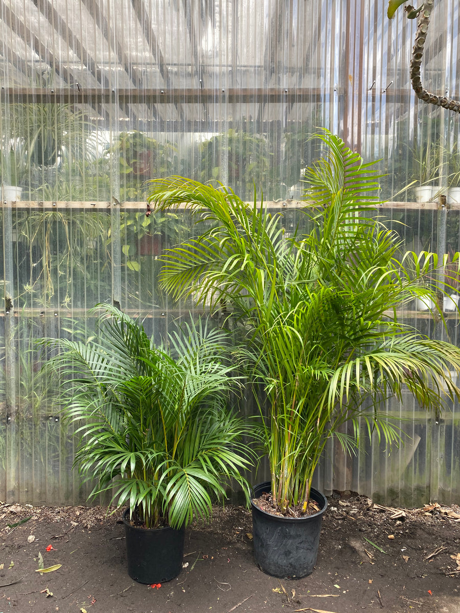 areca palm floppy Dypsis lutescens | Areca Palm