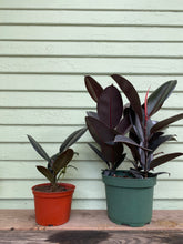 Load image into Gallery viewer, Ficus elastica - Burgundy - Mickey Hargitay Plants