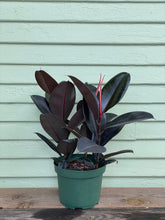 Load image into Gallery viewer, Ficus elastica - Burgundy - Mickey Hargitay Plants