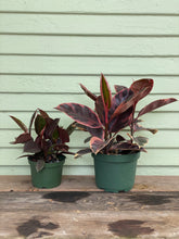 Load image into Gallery viewer, Ficus elastica - Ruby - Mickey Hargitay Plants