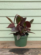 Load image into Gallery viewer, Ficus elastica - Ruby - Mickey Hargitay Plants