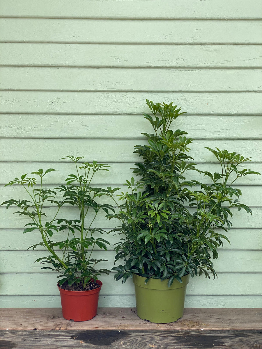 arboricola tower ginger schefflera landscape plan Schefflera arboricola