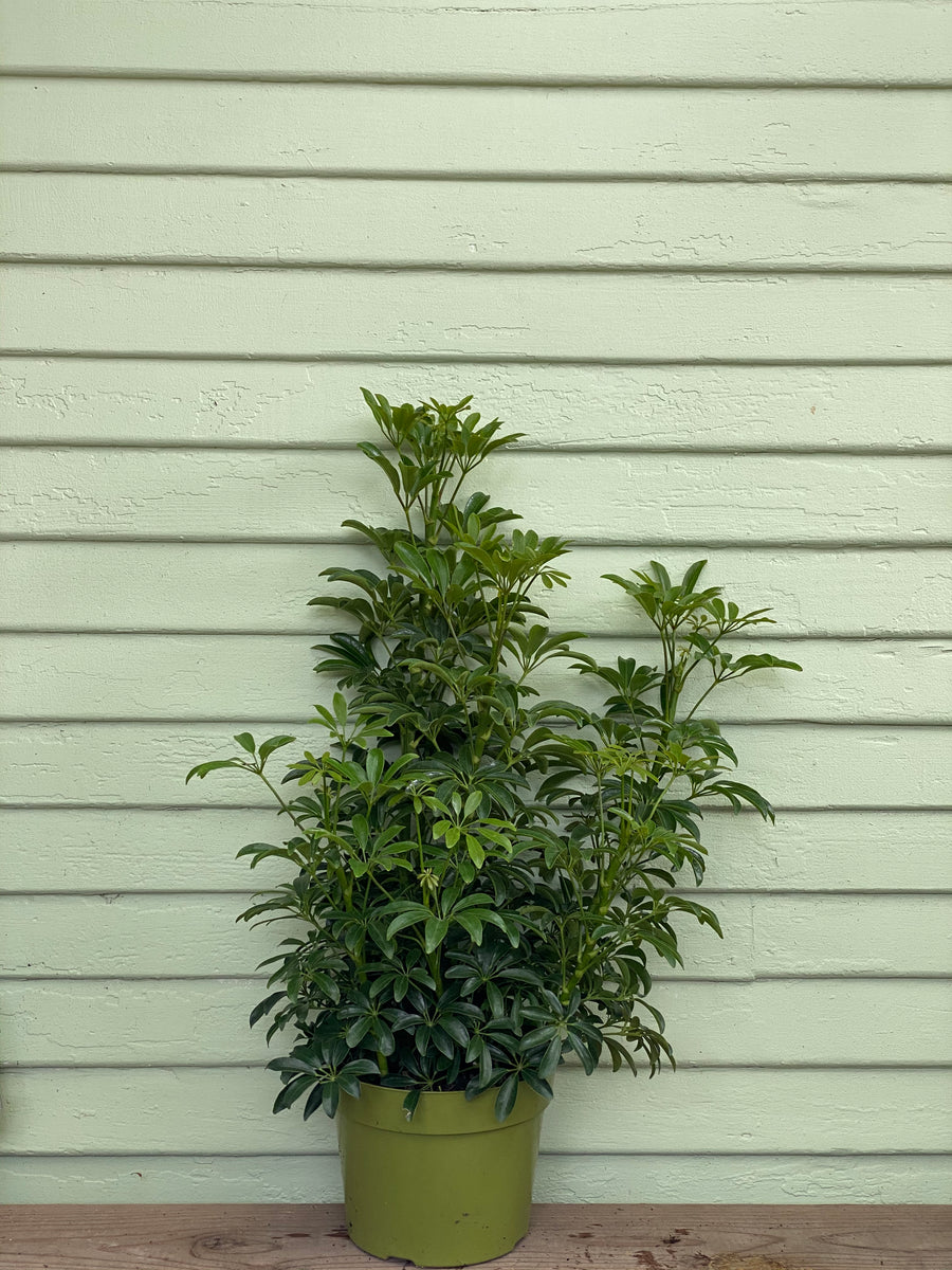 schefflera arboricola green Schefflera arboricola