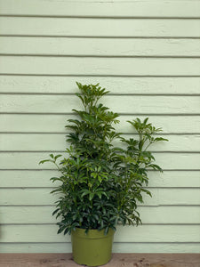 Schefflera arboricola - Green - Mickey Hargitay Plants