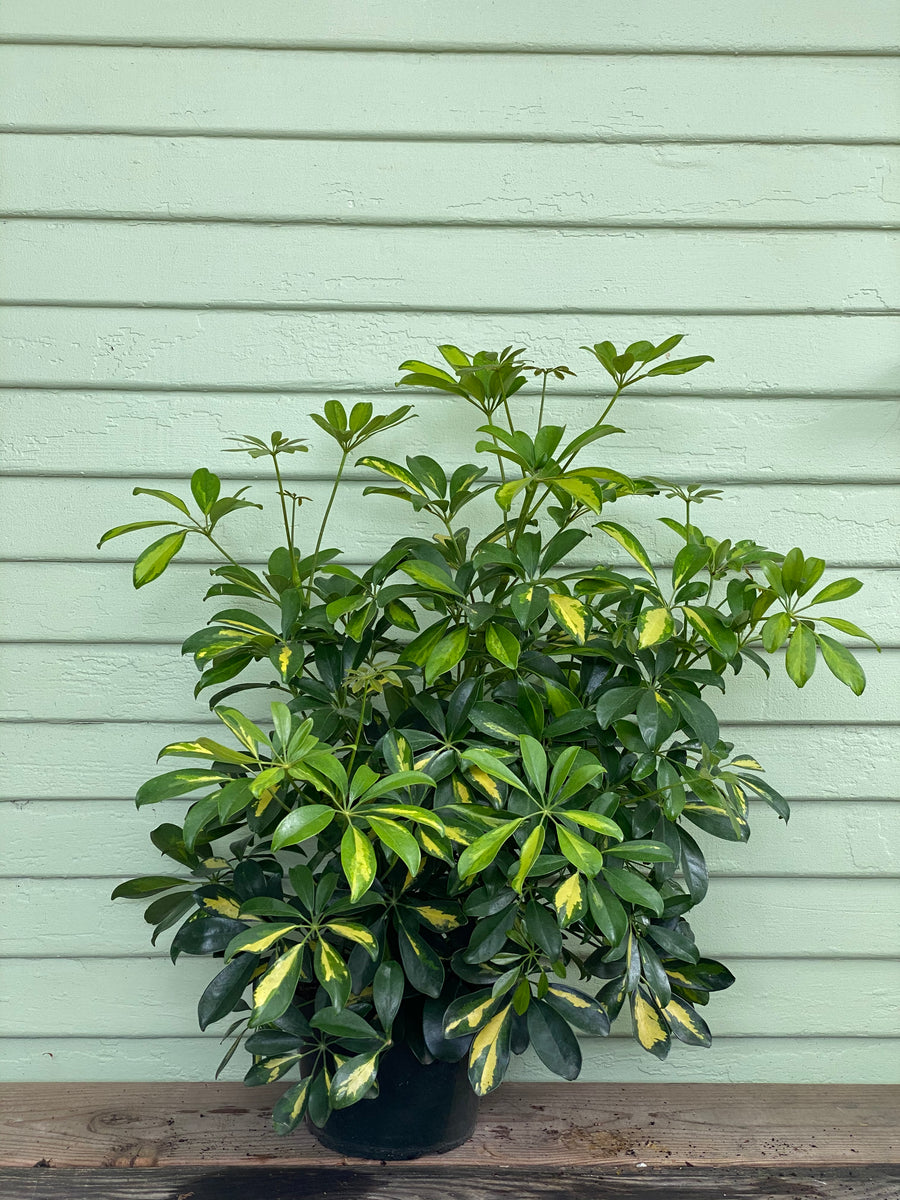 http www.growsonyou.com photo slideshow 71692-schefflera-arboricola-variegata Schefflera arboricola