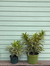 Load image into Gallery viewer, Song of India - Mickey Hargitay Plants