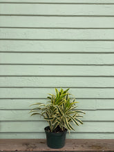 Load image into Gallery viewer, Song of India - Mickey Hargitay Plants
