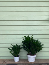 Load image into Gallery viewer, Dracaena compacta - Mickey Hargitay Plants