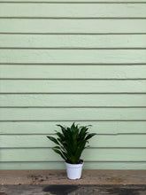 Load image into Gallery viewer, Dracaena compacta - Mickey Hargitay Plants