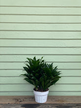 Load image into Gallery viewer, Dracaena compacta - Mickey Hargitay Plants