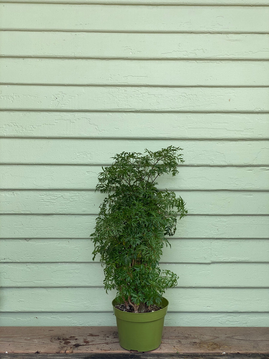 aralia indoor plant Polyscias fruticosa | Aralia Ming