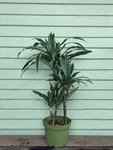 Load image into Gallery viewer, Dracaena warneckii - Mickey Hargitay Plants