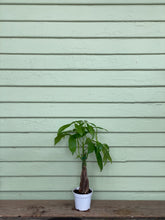 Load image into Gallery viewer, Money Tree Plant - Mickey Hargitay Plants