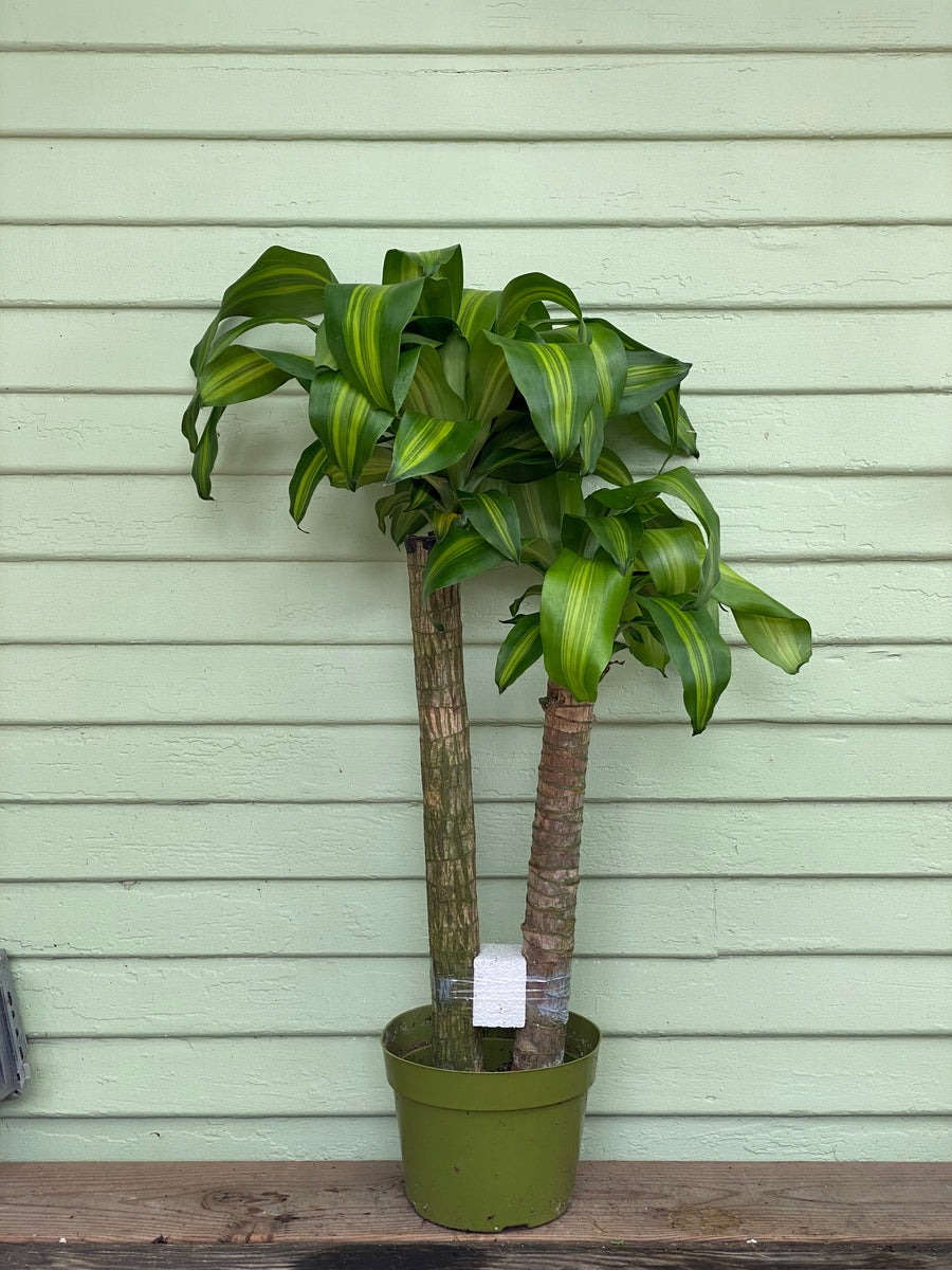 dracaena massangeana chat Dracaena massangeana – Mickey Hargitay Plants
