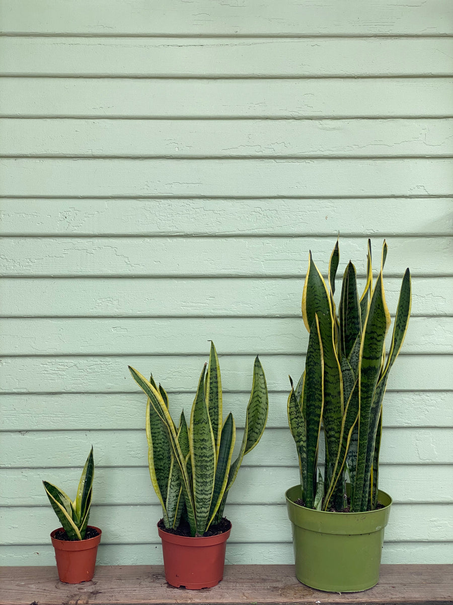 areca palm mother in law's tongue and money plant Sansevieria Laurentii | Snake Plant