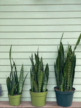 Load image into Gallery viewer, Sansevieria zeylanica - Mickey Hargitay Plants