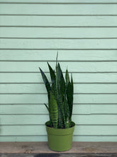 Load image into Gallery viewer, Sansevieria zeylanica - Mickey Hargitay Plants