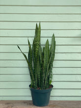 Load image into Gallery viewer, Sansevieria zeylanica - Mickey Hargitay Plants