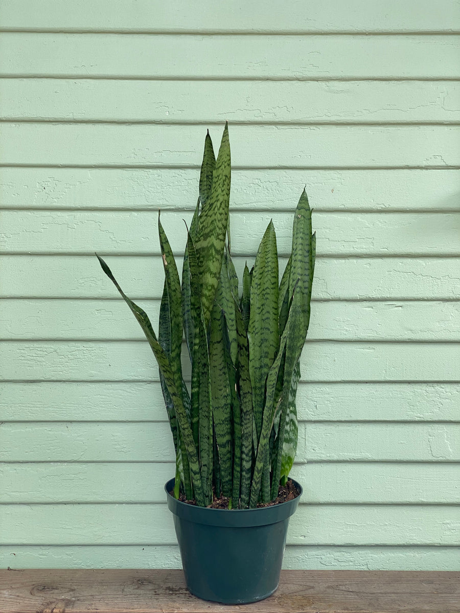 sansevieria trifasciata zeylanica snake plant Sansevieria zeylanica | Snake Plant
