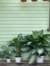 Load image into Gallery viewer, Chinese Evergreen - Silver Bay - Mickey Hargitay Plants