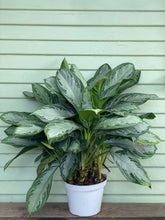 Load image into Gallery viewer, Chinese Evergreen - Silver Bay - Mickey Hargitay Plants