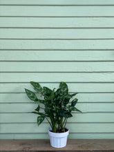 Load image into Gallery viewer, Chinese Evergreen - Maria - Mickey Hargitay Plants