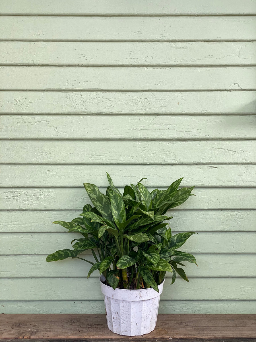 chinese evergreen plant indoor Aglaonema | Chinese Evergreen | Maria