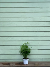 Load image into Gallery viewer, Neanthe Bella Palm - Mickey Hargitay Plants
