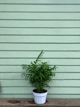 Load image into Gallery viewer, Neanthe Bella Palm - Mickey Hargitay Plants