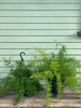 Load image into Gallery viewer, Fern - Asparagus Sprengeri - Mickey Hargitay Plants
