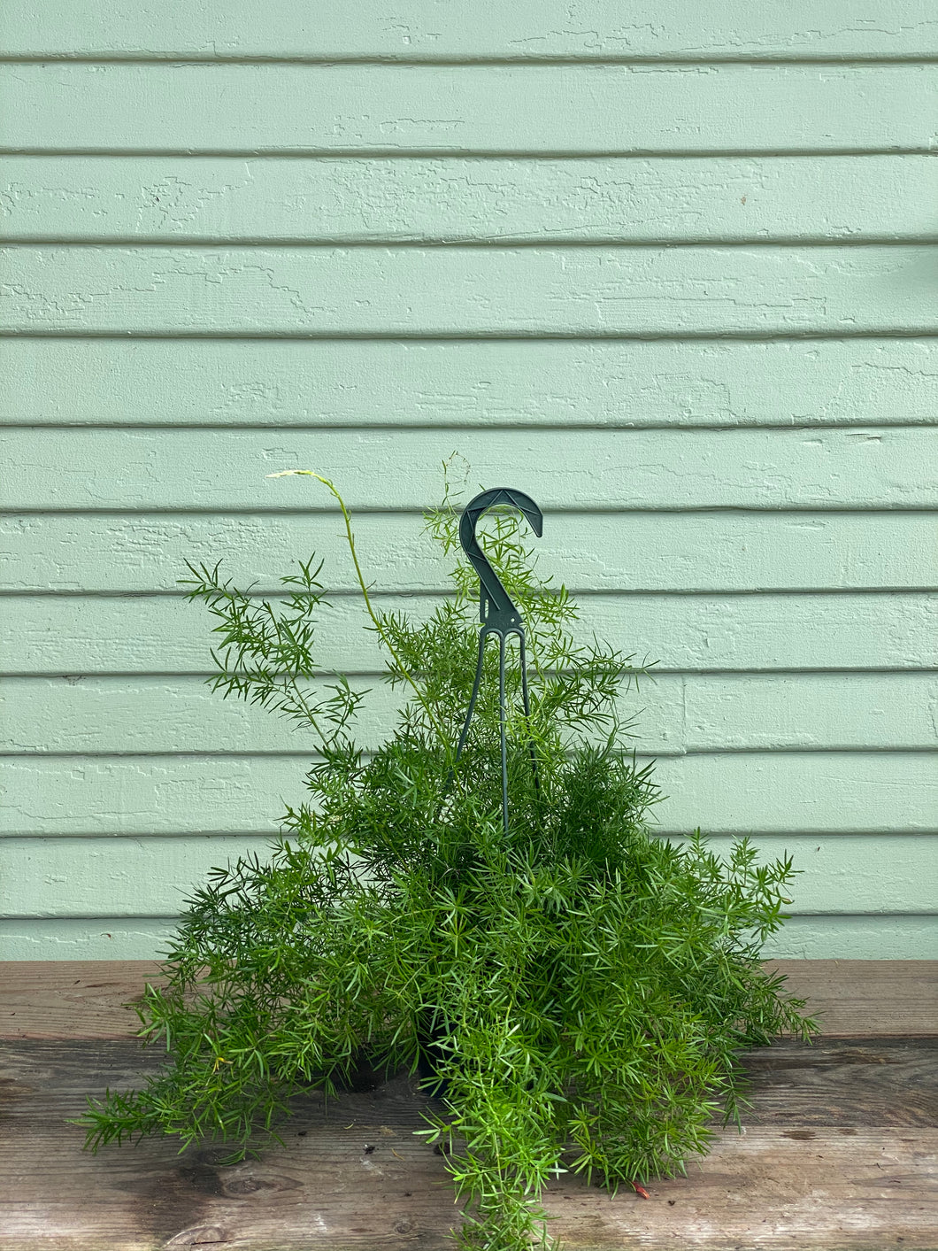 Fern - Asparagus Sprengeri - Mickey Hargitay Plants