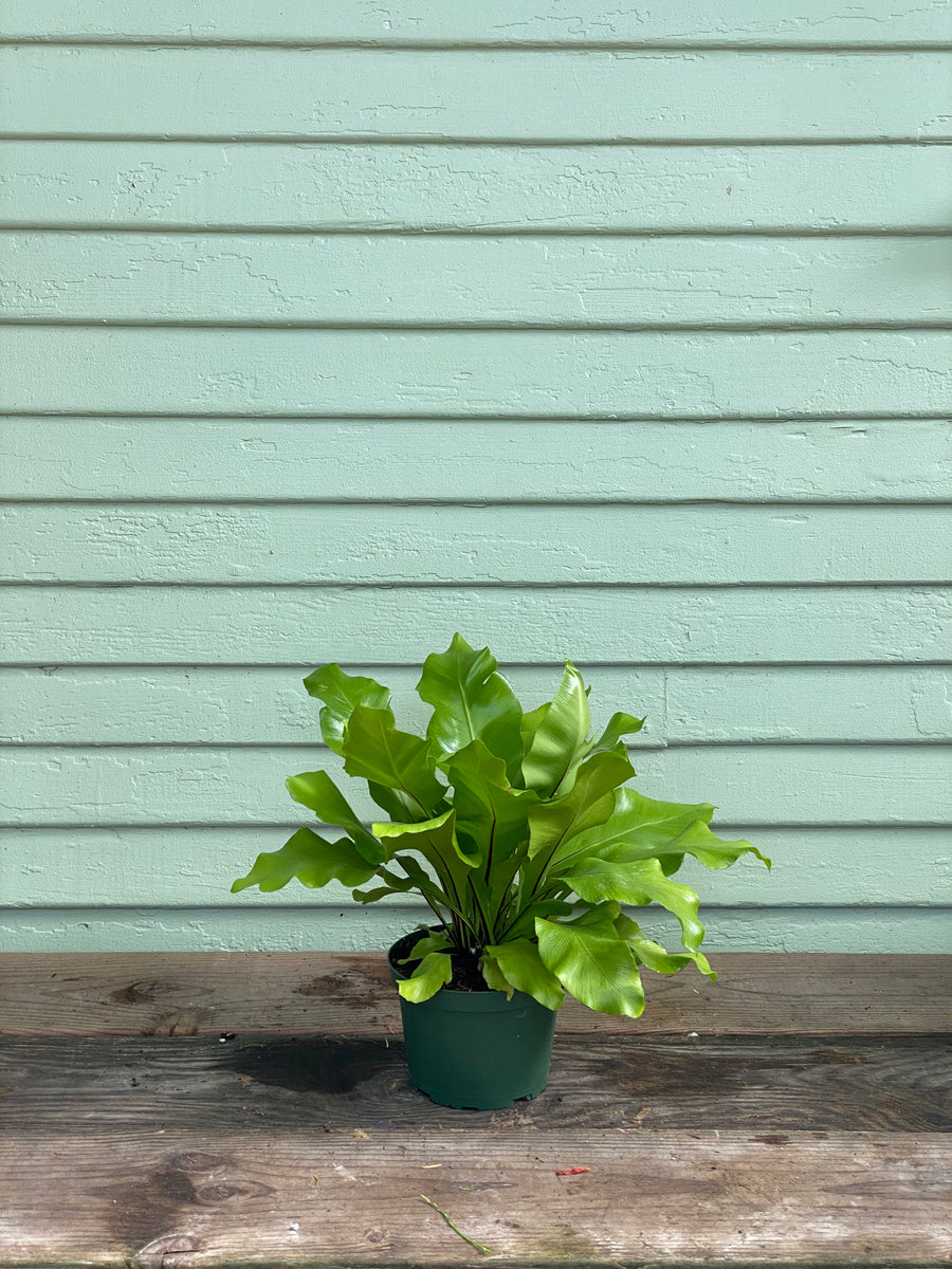 birds nest fern house plant Fern