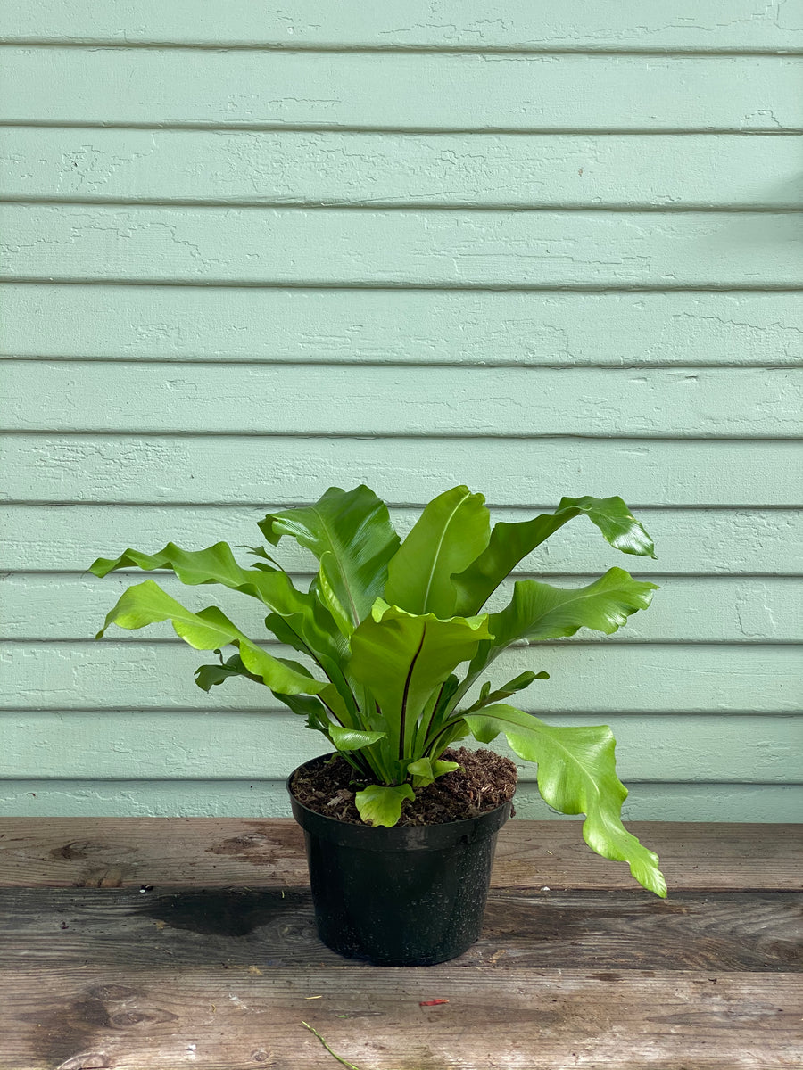 Asplenium nidus | Bird's Nest Fern
