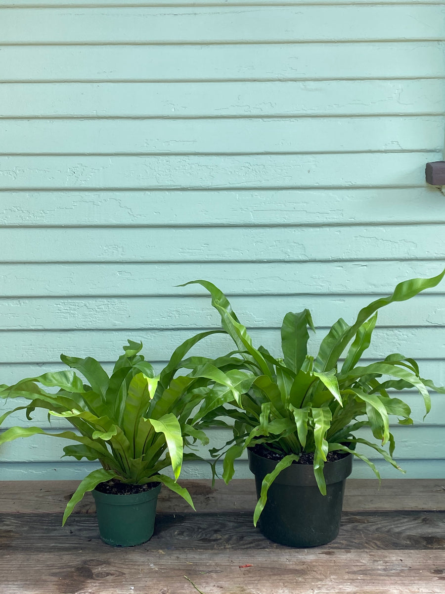 bird nest fern vs staghorn Fern