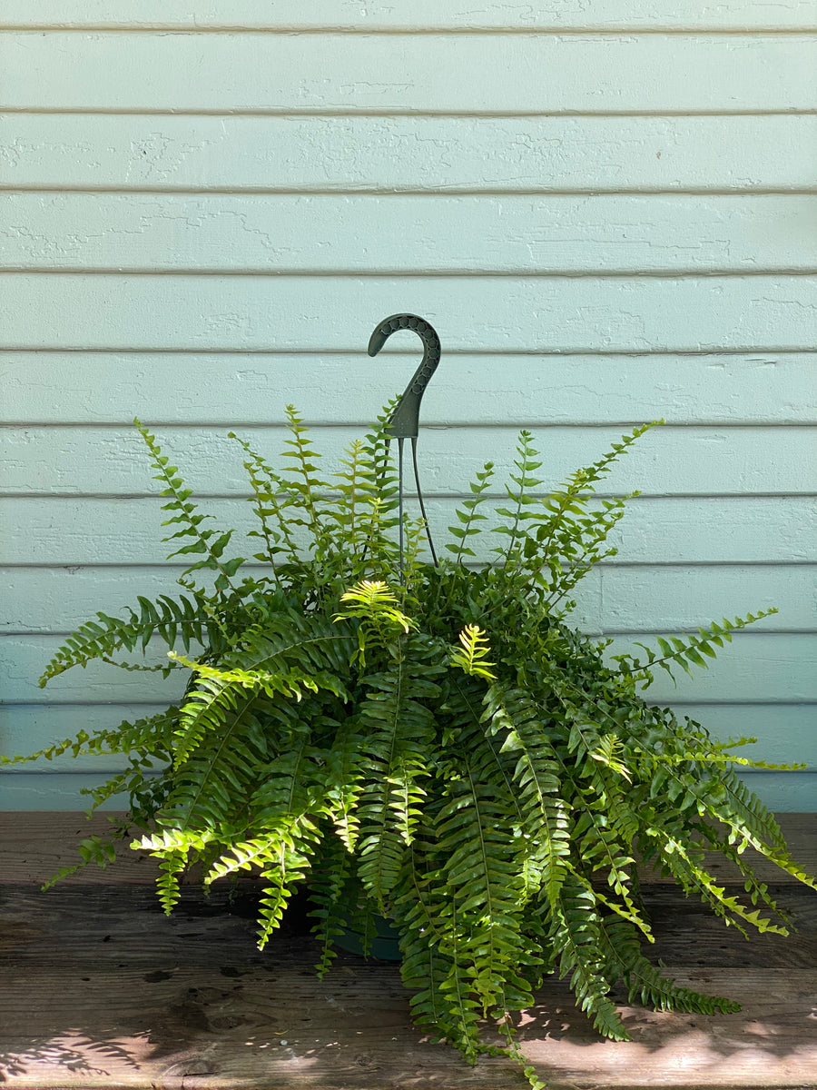 Nephrolepis exaltata | Boston Fern | Mickey Hargitay Plants