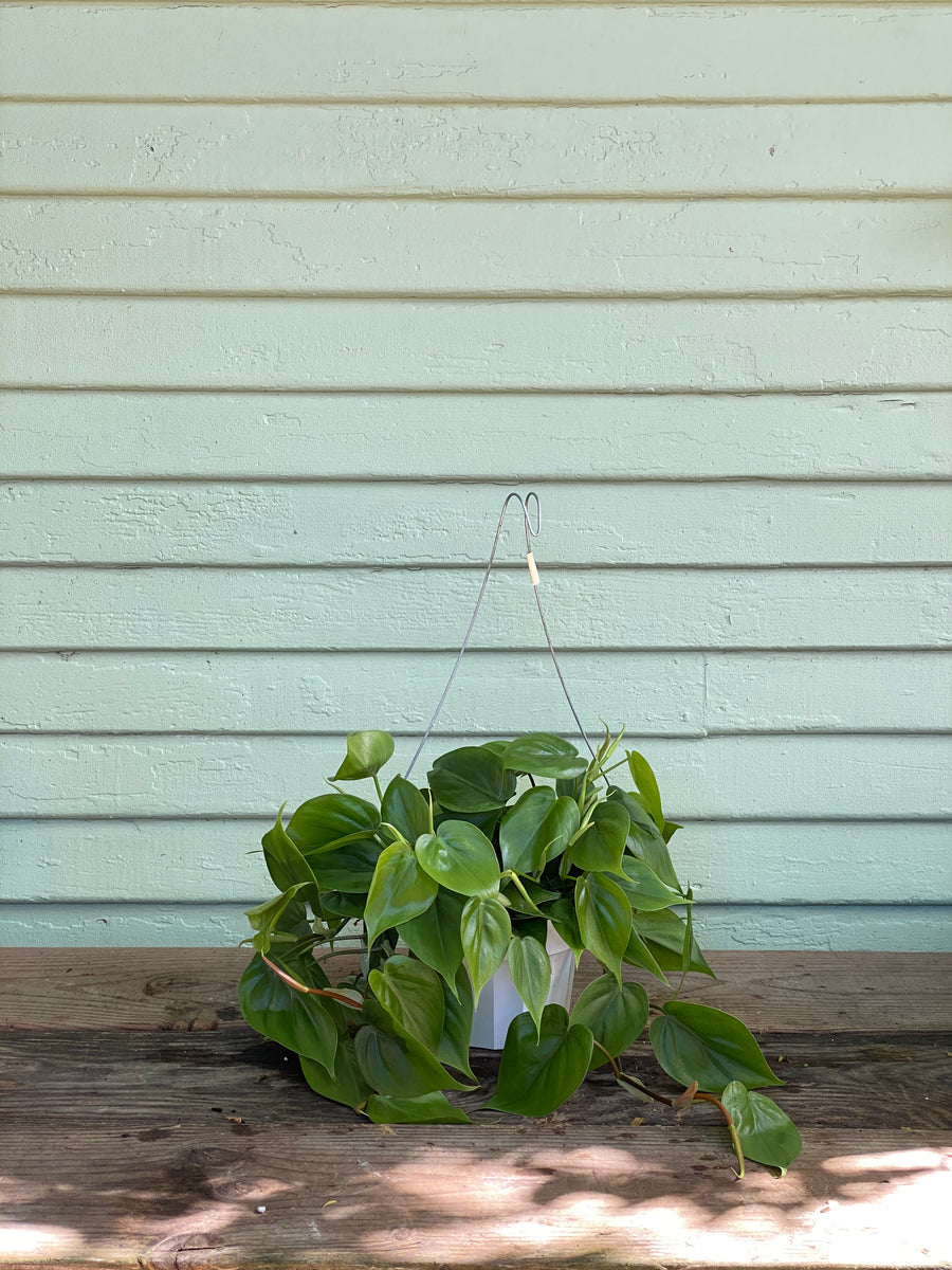 philodendron scandens ssp oxycardium Scandens Oxycardium | Sweetheart Philodendron